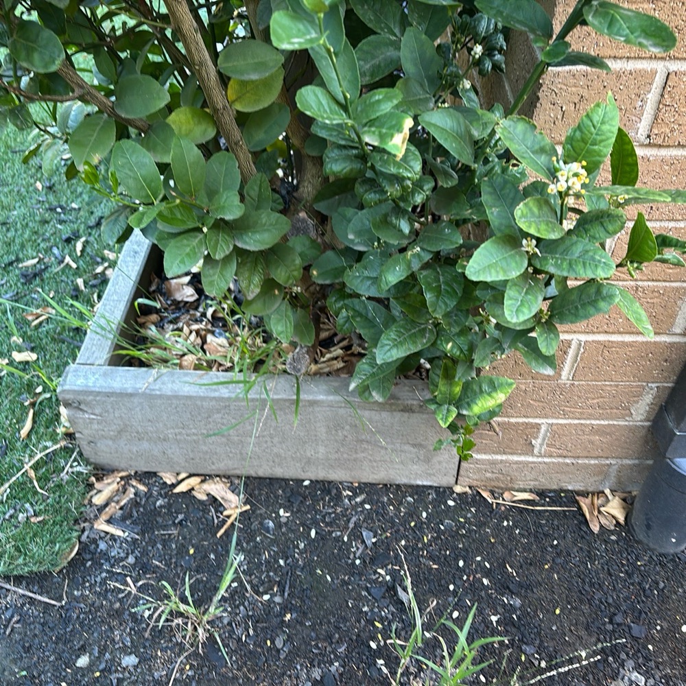 Building and Pest Inspections in Pakenham East